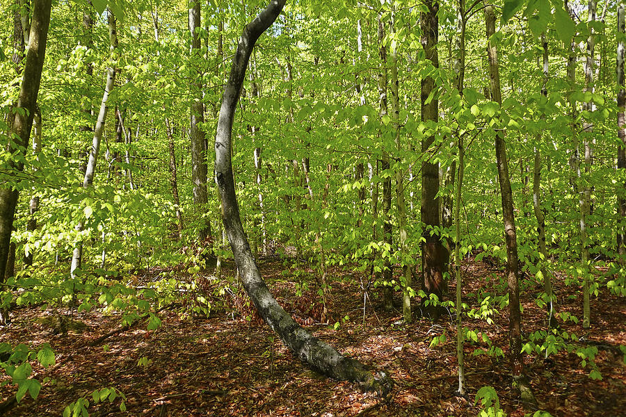 Curved Tree Sapsucker Woods Photograph by Stan Bowman - Pixels