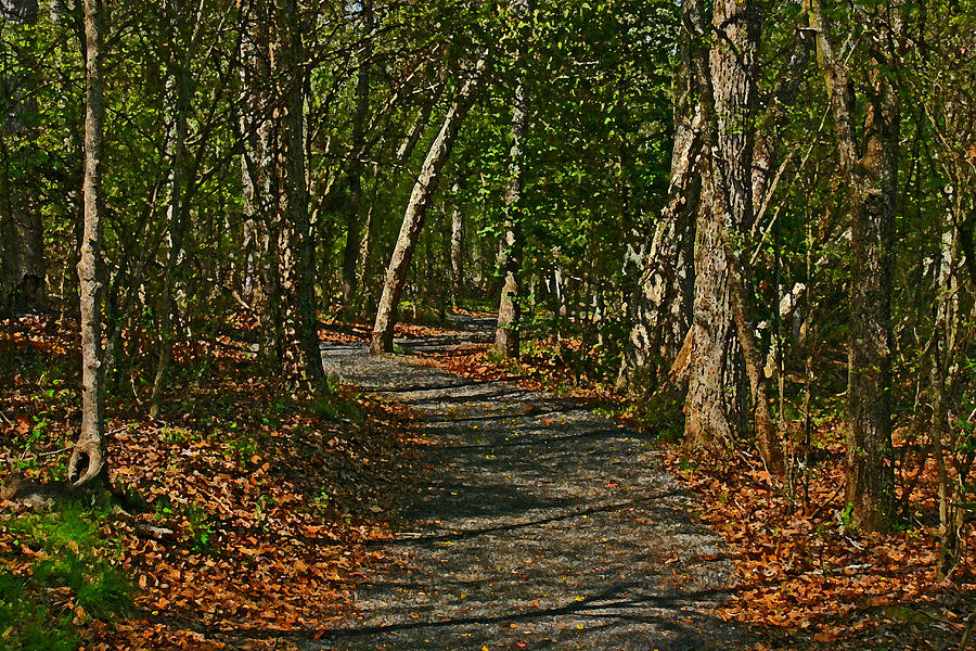 Curved walking path  Photograph by Andy Lawless