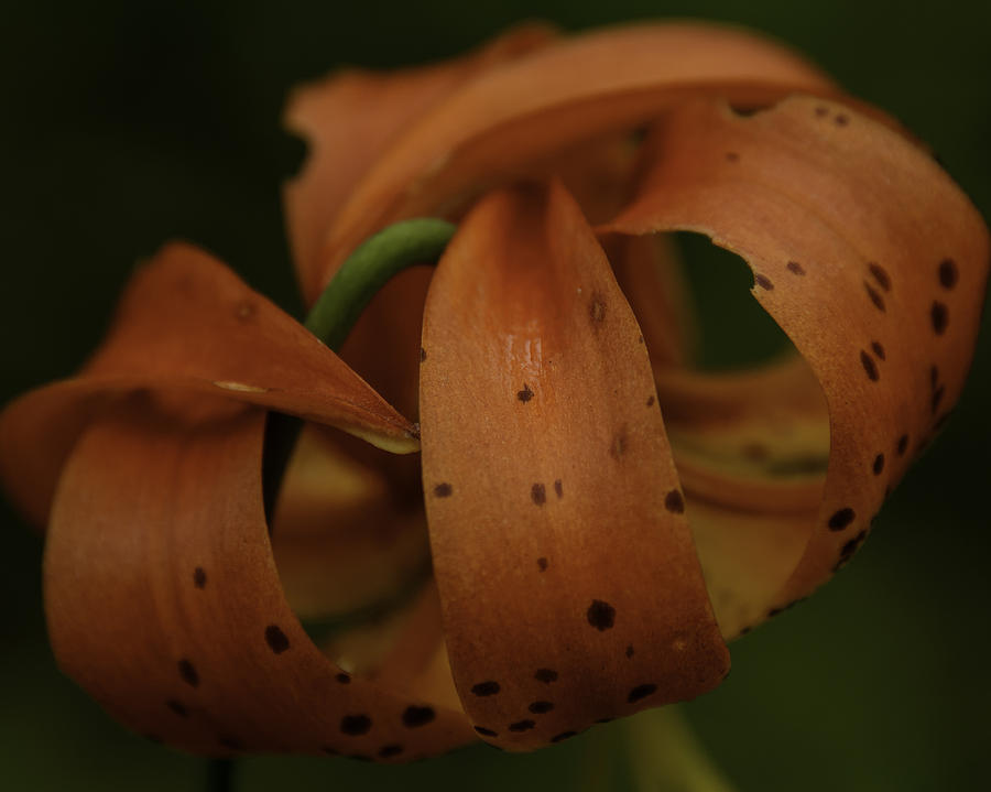 Curves Galore Photograph by Donald Brown