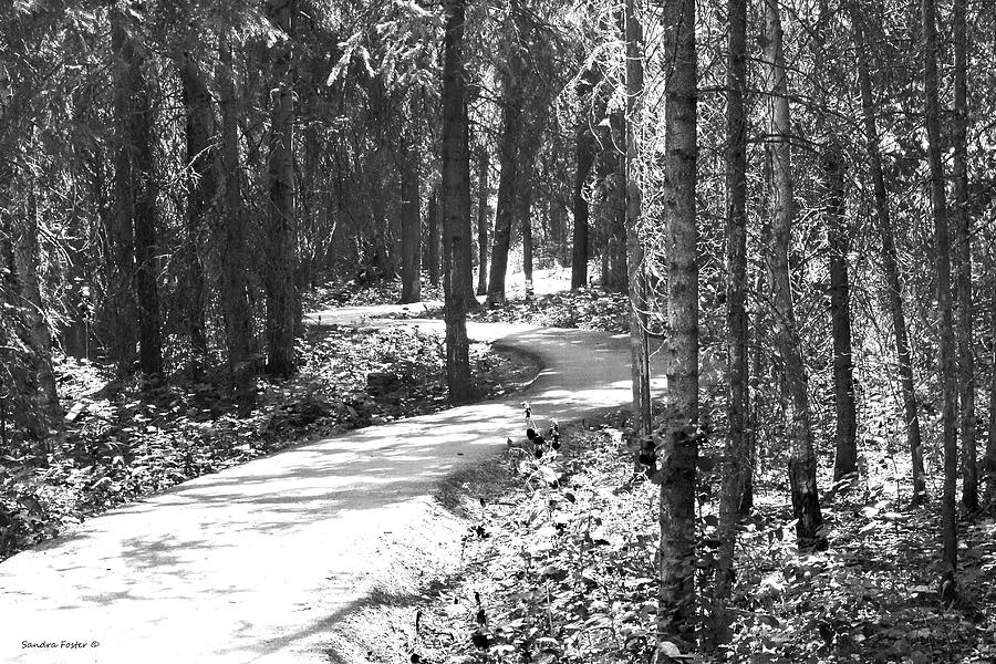 Curves In The Path Photograph by Sandra Foster