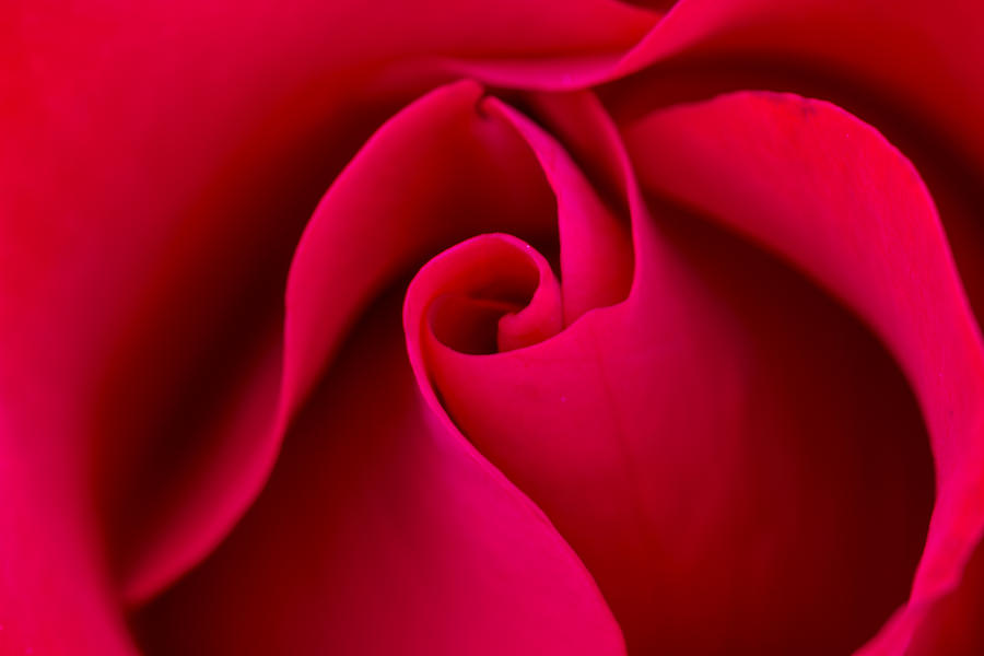 Curves of a Rose Photograph by Teri Virbickis
