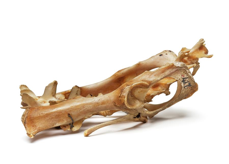 Still Life Photograph - Cuscus Skull by Ucl, Grant Museum Of Zoology