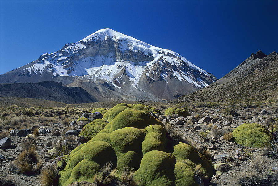 Nature Photograph - Cushion Plant And Nevado Sajama Bolivia by Grant  Dixon