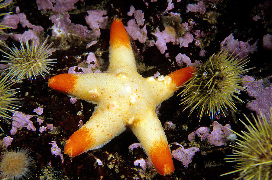 Cushion Sea Star Pteraster Militaris Photograph by Andrew J. Martinez ...