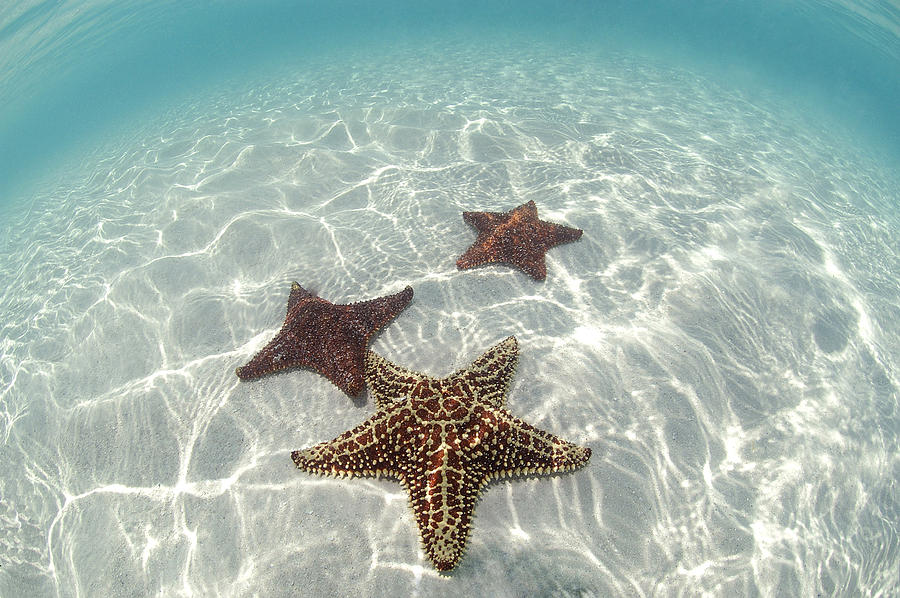 Cushion Sea Stars Photograph by Charles Angelo