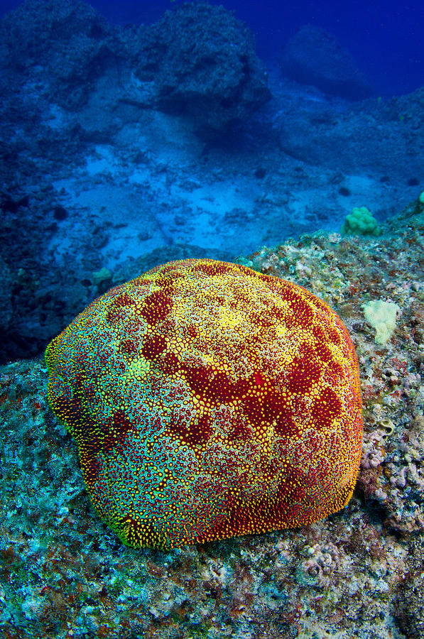 Cushion Star Photograph by Aaron Whittemore