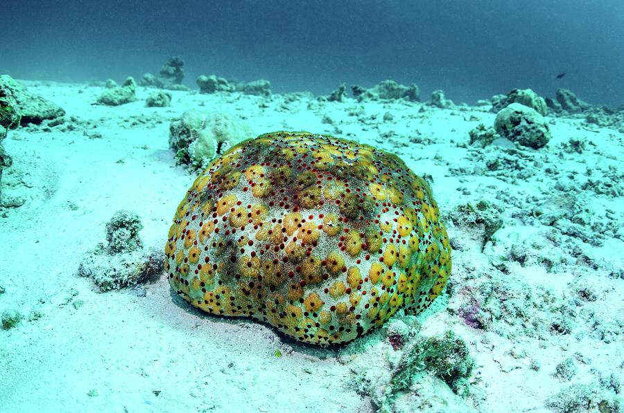 Cushion Star Photograph By Georgette Douwma