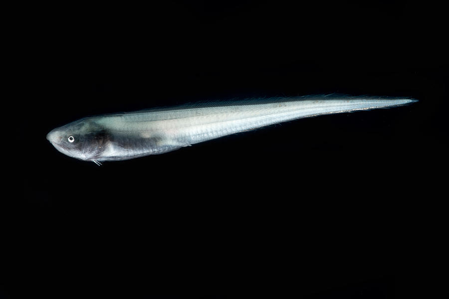 Cusk Eel Penopus Microphthalmus Photograph by Danté Fenolio - Fine Art ...