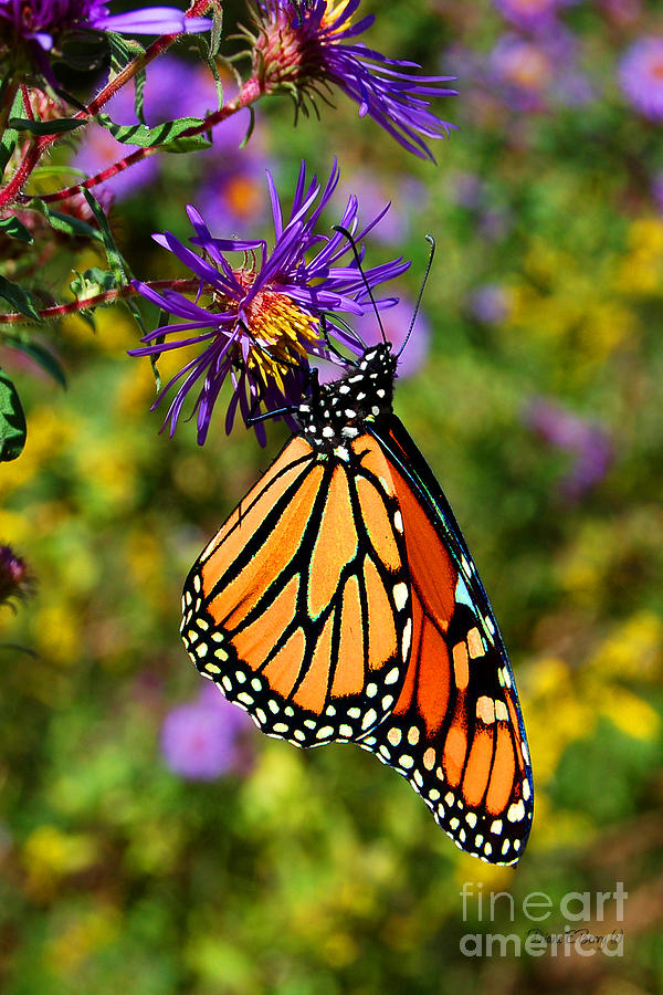 Custom Butterfly Waltz Photograph by Diane E Berry