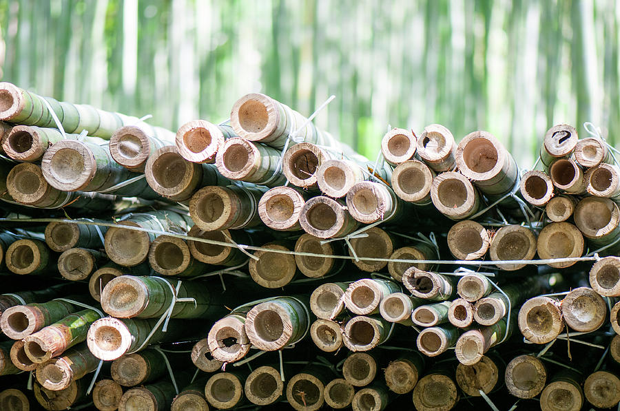 Cut Bamboo In Arashiyama Photograph by © Mel Hattie