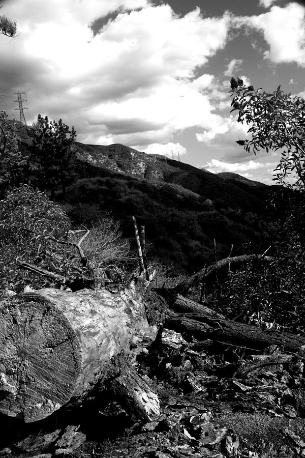 Tree Photograph - Fallen Tree by Gilbert Artiaga