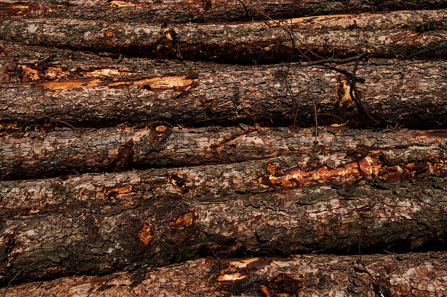 Cut Tree Logs Photograph