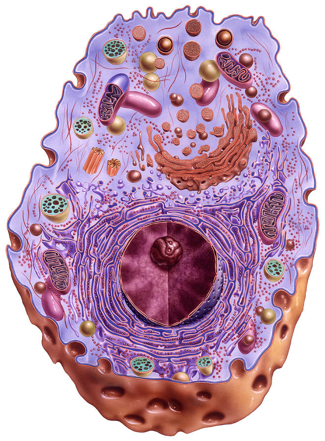 Cutaway Artwork Of A Cell Photograph by Bo Veisland, Mi&i/science Photo ...