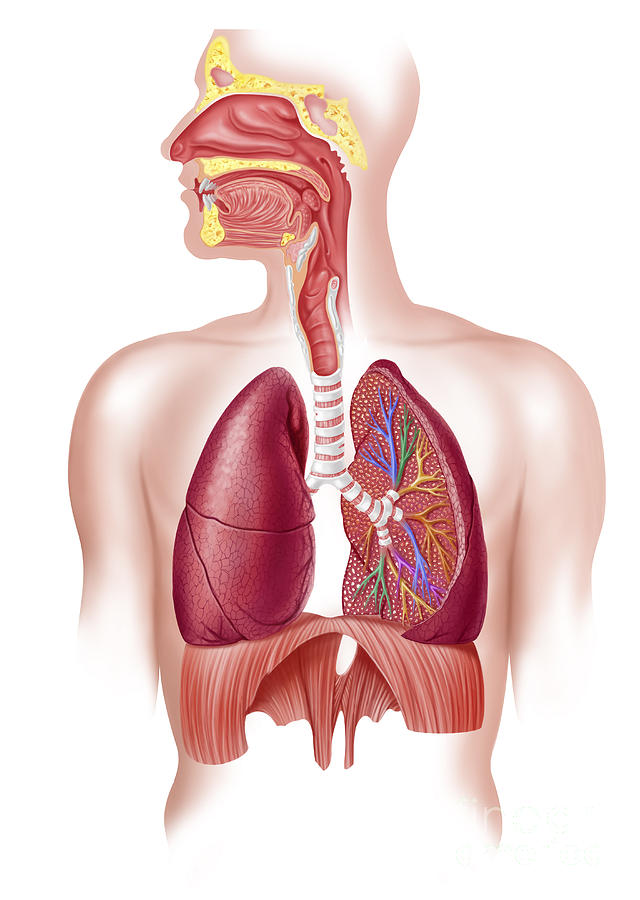 Cutaway Diagram Of Human Respiratory Digital Art by Leonello Calvetti