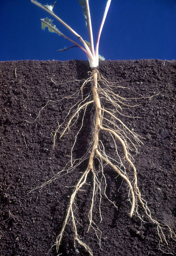 Cutaway Exposing Root Formation Photograph by Lynwood M. Chace