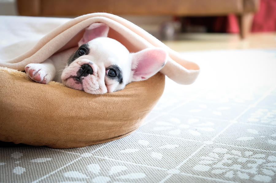 Cute 8 weeks old Pied French Bulldog Puppy resting in her bed Photograph by Gollykim
