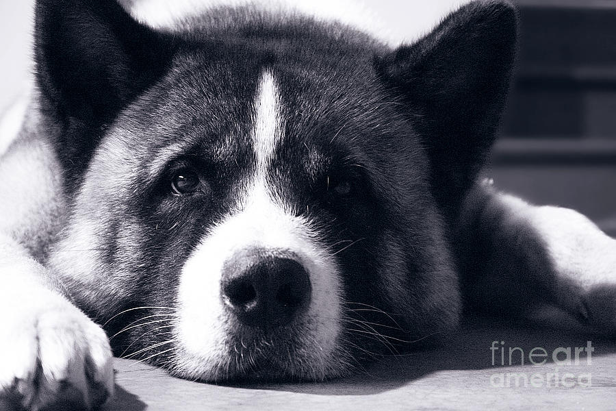 Cute Akita Face Photograph by Aida Hall - Fine Art America