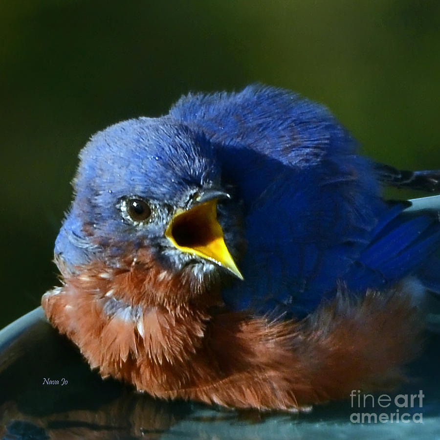 Bluebird Photograph - Cute and Cranky by Nava Thompson