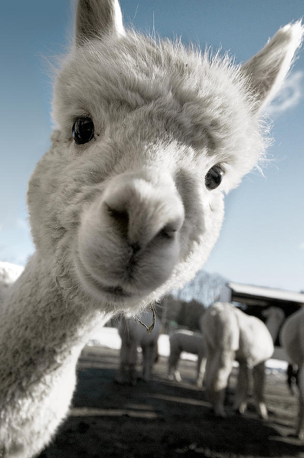 Cute Baby Alpaca Photograph by a.t. I images