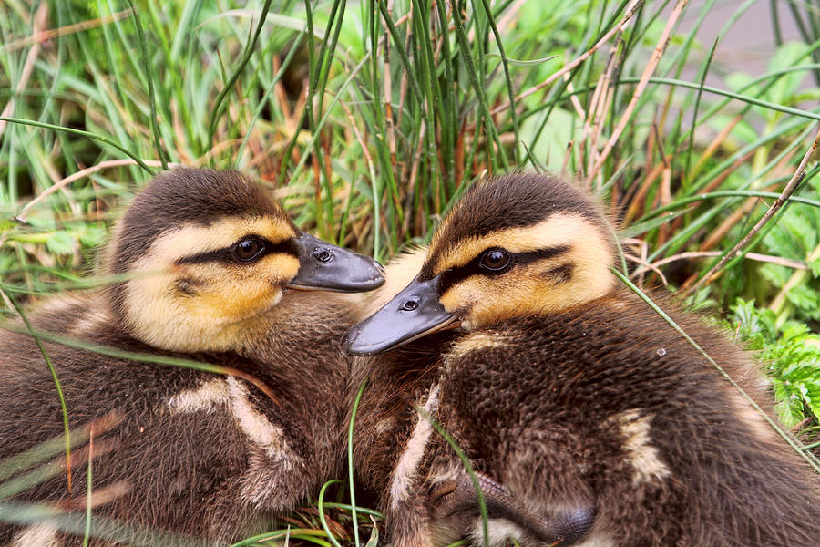 Cute Baby Ducks Photograph by Peggy Collins