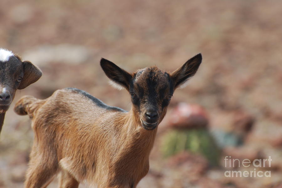 Goat Photograph - Cute Baby Goat by DejaVu Designs