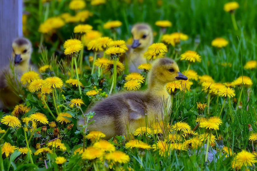 Cute baby goose in dandelions Photograph by Berkehaus Photography - Pixels