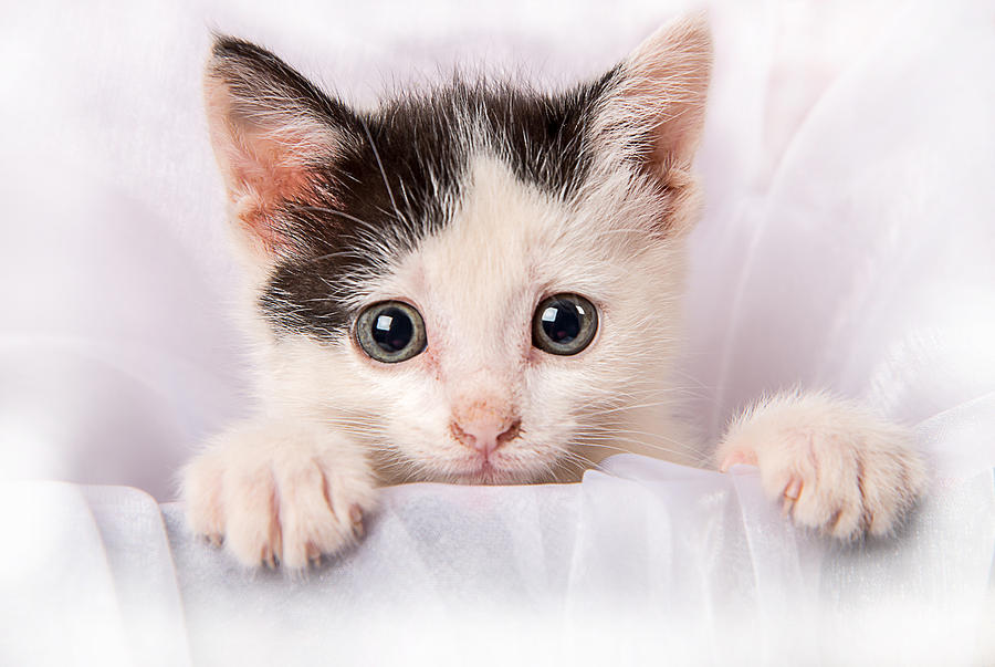 Cute Baby Kitten In A Box Photograph