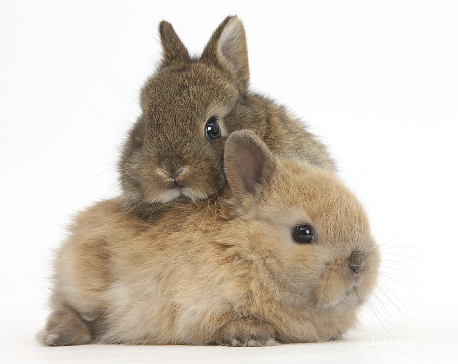 cute baby dwarf rabbits