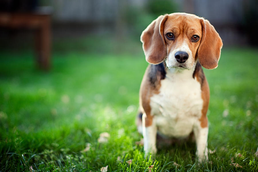 Cute Beagle At Park Photograph by RyanJLane