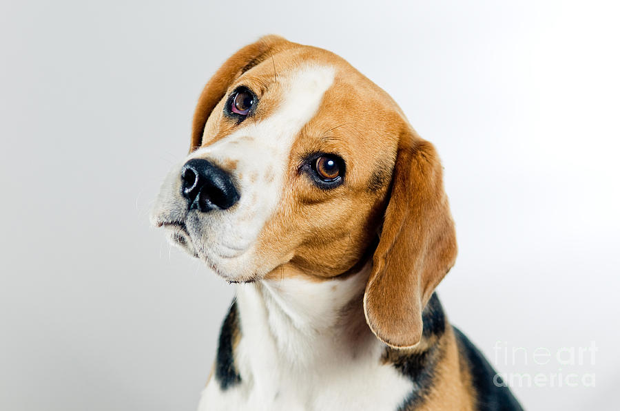Animal Photograph - Cute beagle  by Viktor Pravdica