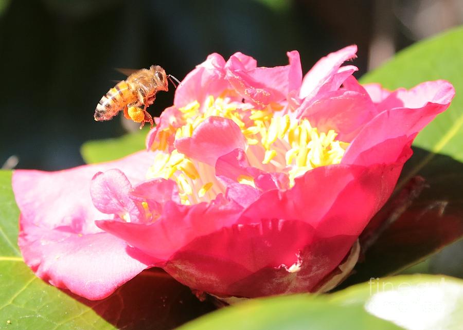 Flower Photograph - Cute Bee on Camellia by Carol Groenen