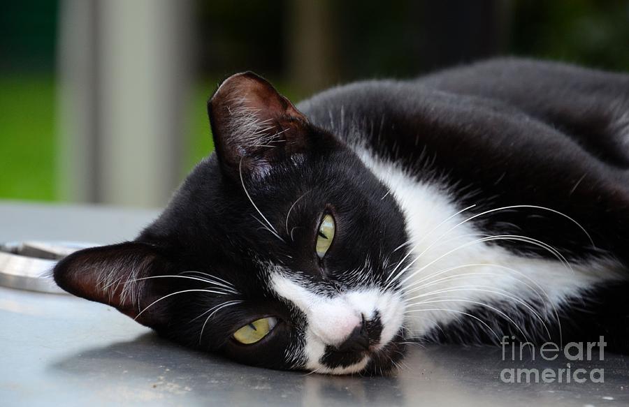 Cute black and white tuxedo cat with nipped ear rests  Photograph by Imran Ahmed
