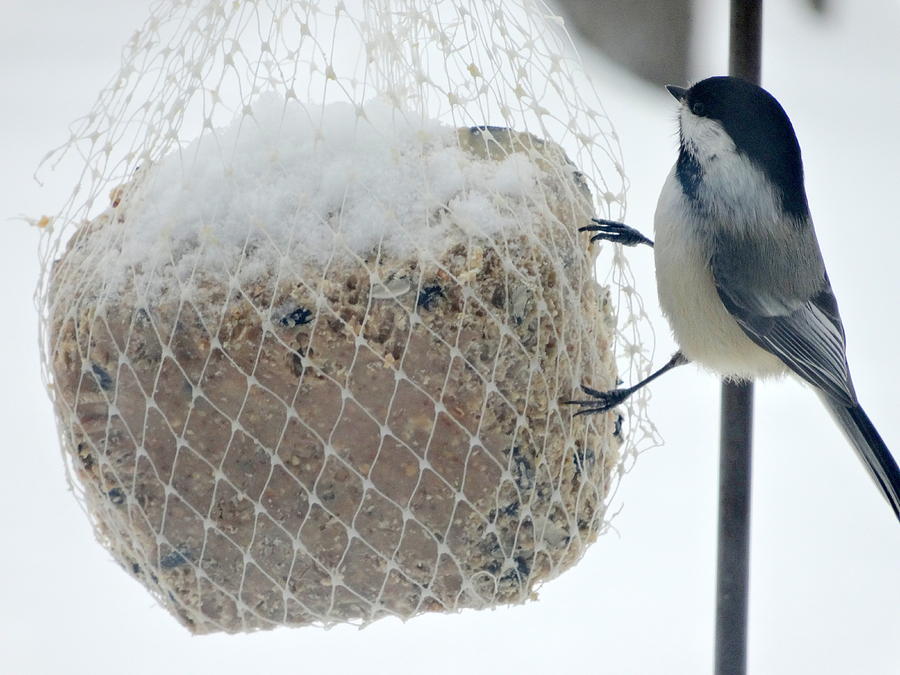 Cute Black Capped Chickadee Photograph by Kathleen Luther