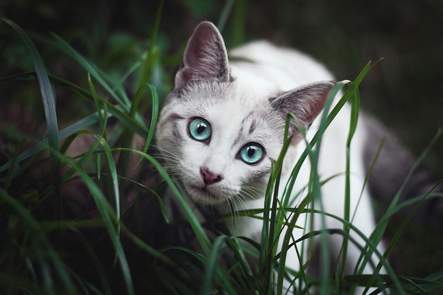 Cute Blue Eyed Cat In The Grass Photograph by Ángela Burón