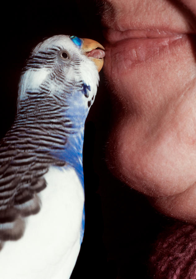Cute budgie kissing lips Photograph by Matthias Hauser