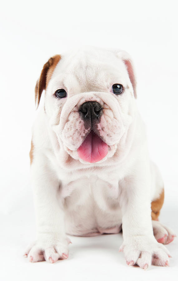Cute Bulldog Puppy On White Background Photograph by Peter M. Fisher