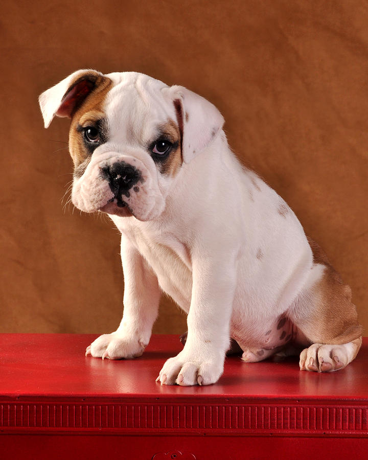 Cute Bulldog Puppy Photograph