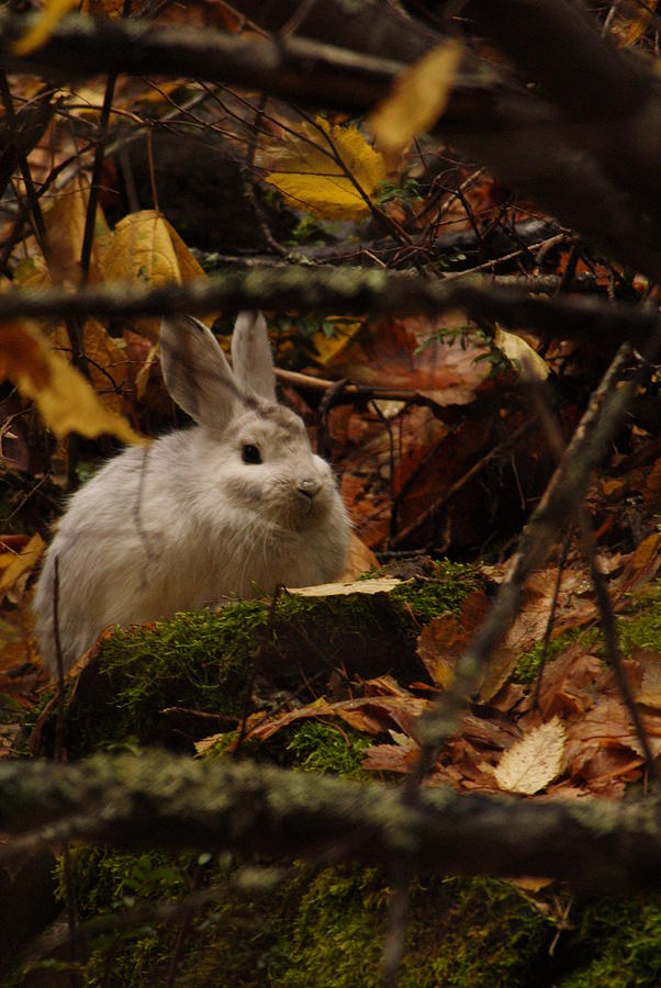 Cute Bunny in the forest 2 Photograph by Loni Collins