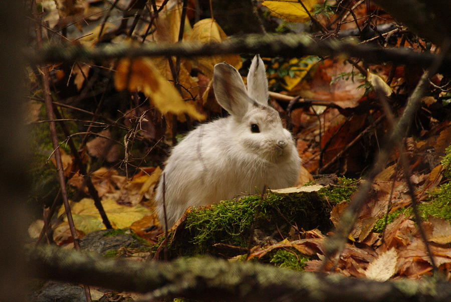 Cute Bunny In The Forest Photograph by Loni Collins