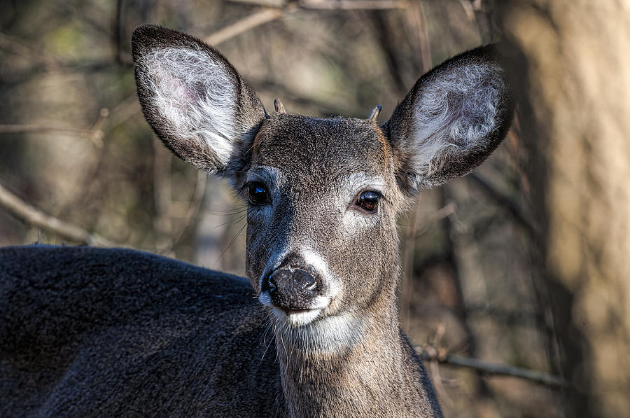 Deer Photograph - Cute Button Buck Portrait - White-Tailed Deer - Wildlife by SharaLee Art