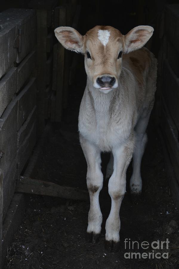 Animal Photograph - Cute Calf by Emily Bickford