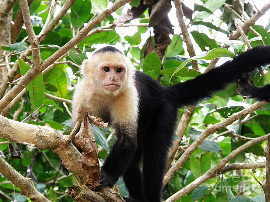 Cute Capuchin Monkey Photograph by DejaVu Designs