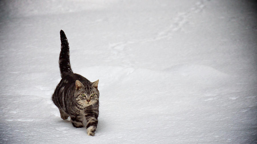 Winter Photograph - Cute Cat in Snow by Chris Quek