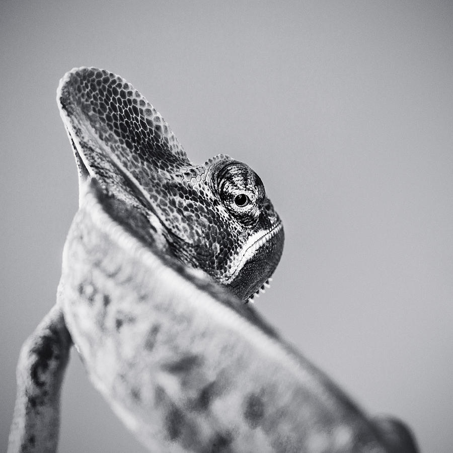 Cute chameleon black and white portrait looking over shoulder Photograph by SensorSpot