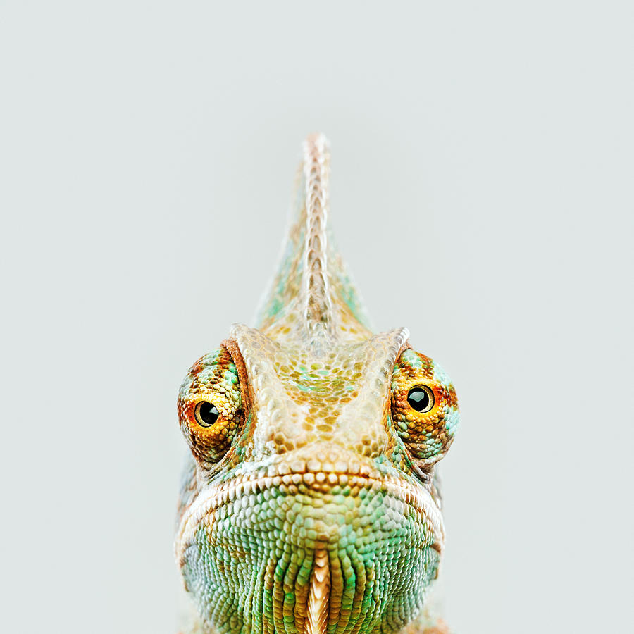 Cute chameleon looking at camera Photograph by SensorSpot