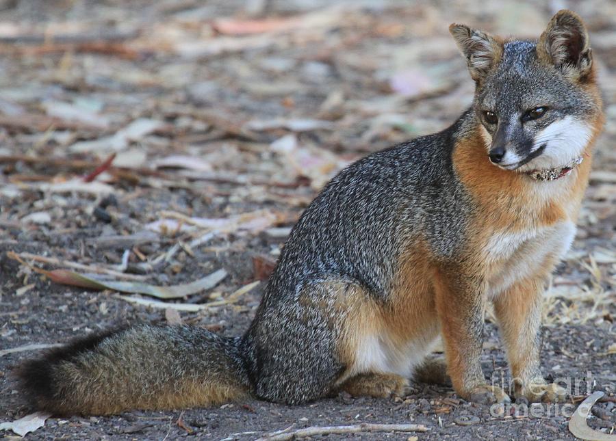 Cute Channel Islands Fox Photograph by Adam Jewell