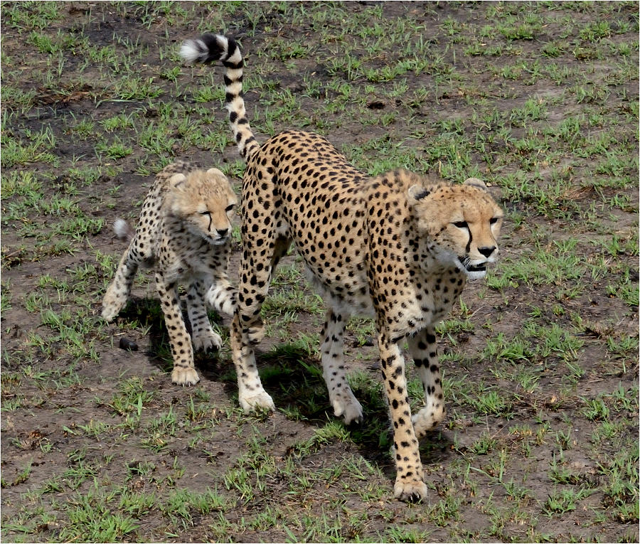 Cute Cheetah Wait for Me Mommy Photograph by Tom Wurl