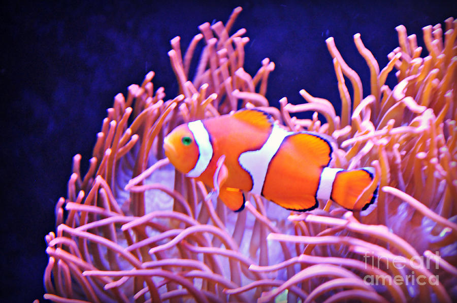 Cute Clown Fish Photograph by Mindy Bench