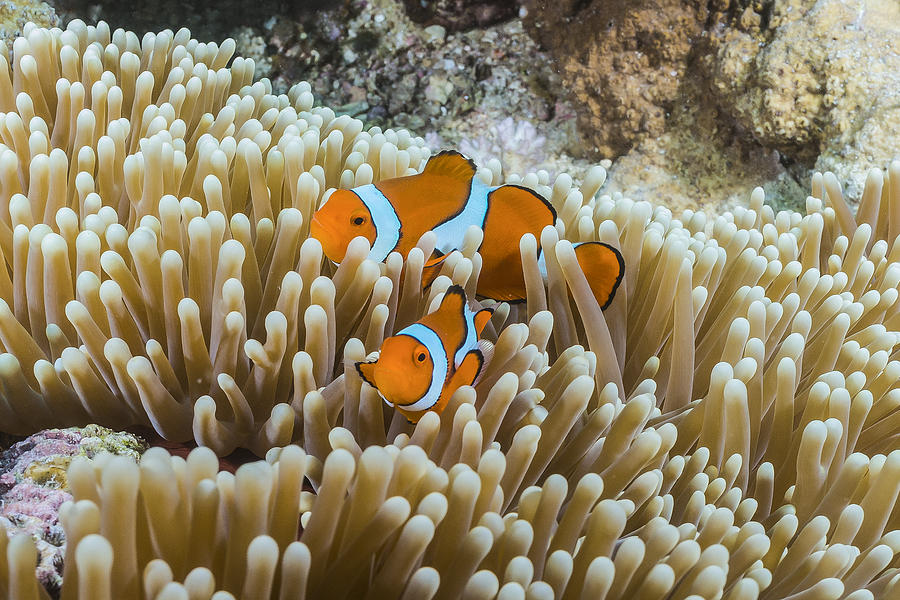 Cute Clownfish On The Great Barrier Reef by David Williams