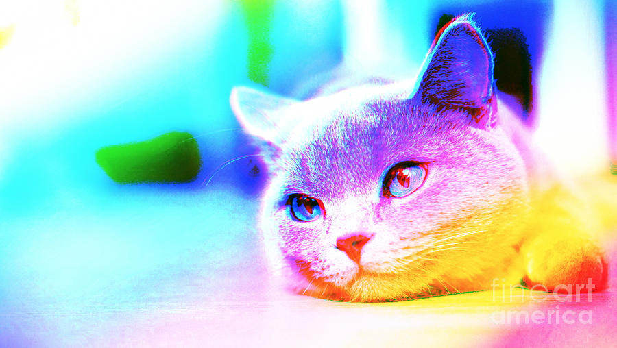  Cute  Colorful Cat  Digital Art  by Maryfornia Collections